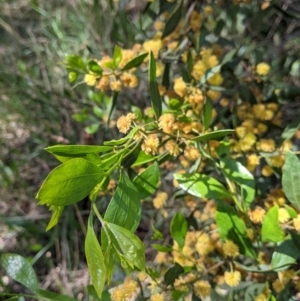 Acacia verniciflua at Thurgoona, NSW - 22 Sep 2021 12:05 PM