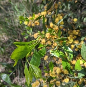 Acacia verniciflua at Thurgoona, NSW - 22 Sep 2021
