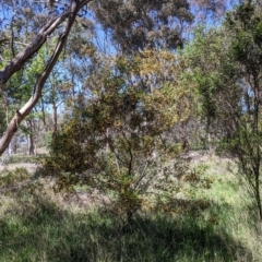 Acacia verniciflua at Thurgoona, NSW - 22 Sep 2021 12:05 PM