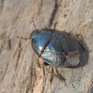 Adrisa sp. (genus) at Fraser, ACT - 22 Sep 2021