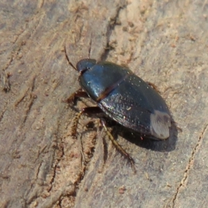 Adrisa sp. (genus) at Fraser, ACT - 22 Sep 2021 02:18 PM