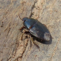 Adrisa sp. (genus) at Fraser, ACT - 22 Sep 2021
