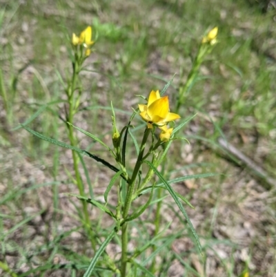 Xerochrysum viscosum (Sticky Everlasting) at Corry's Wood - 22 Sep 2021 by Darcy