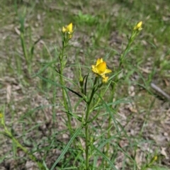 Xerochrysum viscosum at Thurgoona, NSW - 22 Sep 2021 12:06 PM