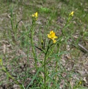 Xerochrysum viscosum at Thurgoona, NSW - 22 Sep 2021 12:06 PM