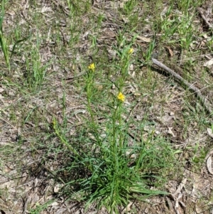 Xerochrysum viscosum at Thurgoona, NSW - 22 Sep 2021 12:06 PM