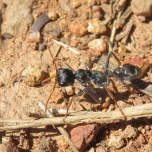 Myrmecia sp., pilosula-group at Fraser, ACT - 22 Sep 2021