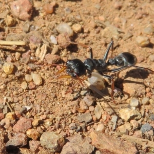 Myrmecia sp., pilosula-group at Fraser, ACT - 22 Sep 2021 02:23 PM