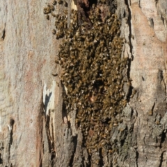 Apis mellifera at Fraser, ACT - 22 Sep 2021 03:35 PM