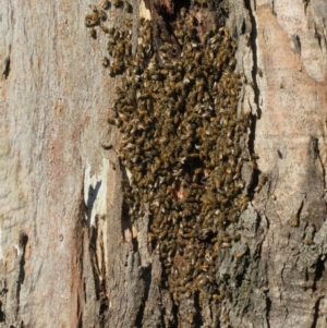 Apis mellifera at Fraser, ACT - 22 Sep 2021 03:35 PM