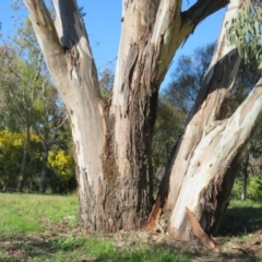 Apis mellifera at Fraser, ACT - 22 Sep 2021