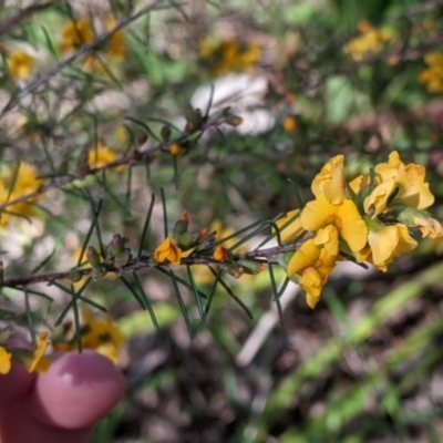 Dillwynia retorta at Thurgoona, NSW - 22 Sep 2021 by Darcy