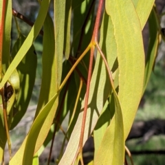 Amyema miquelii (Box Mistletoe) at Corry's Wood - 22 Sep 2021 by Darcy