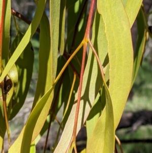 Amyema miquelii at Thurgoona, NSW - 22 Sep 2021 12:11 PM