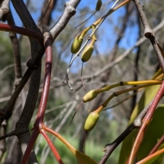 Amyema miquelii at Thurgoona, NSW - 22 Sep 2021 12:11 PM