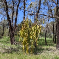 Amyema miquelii at Thurgoona, NSW - 22 Sep 2021 12:11 PM