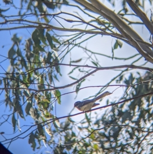Rhipidura albiscapa at Thurgoona, NSW - 22 Sep 2021