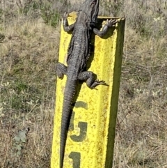 Pogona barbata (Eastern Bearded Dragon) at Wanniassa Hill - 22 Sep 2021 by RAllen