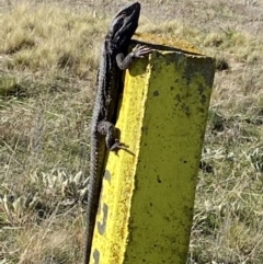 Pogona barbata at Fadden, ACT - 22 Sep 2021