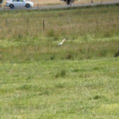 Ardea pacifica (White-necked Heron) at Albury - 22 Sep 2021 by Darcy
