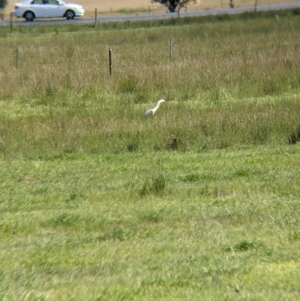 Ardea pacifica at Thurgoona, NSW - 22 Sep 2021 12:28 PM