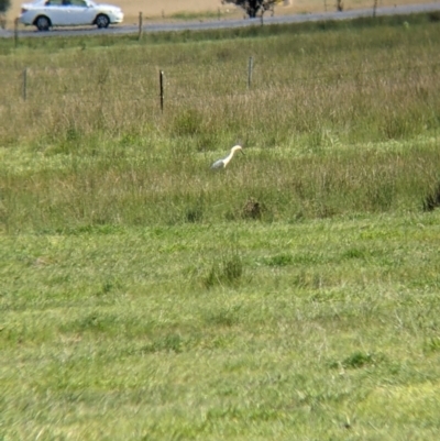 Ardea pacifica (White-necked Heron) at Corry's Wood - 22 Sep 2021 by Darcy