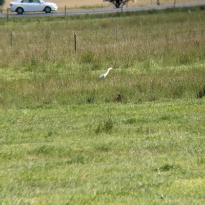Ardea pacifica (White-necked Heron) at Thurgoona, NSW - 22 Sep 2021 by Darcy