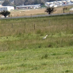 Ardea pacifica at Thurgoona, NSW - 22 Sep 2021 12:28 PM