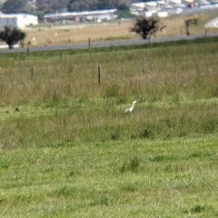 Ardea pacifica at Thurgoona, NSW - 22 Sep 2021 12:28 PM