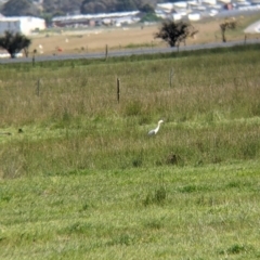 Ardea pacifica at Thurgoona, NSW - 22 Sep 2021