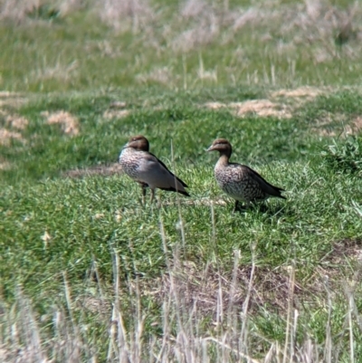 Chenonetta jubata (Australian Wood Duck) at Thurgoona, NSW - 22 Sep 2021 by Darcy