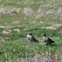 Chenonetta jubata at Thurgoona, NSW - 22 Sep 2021 12:30 PM