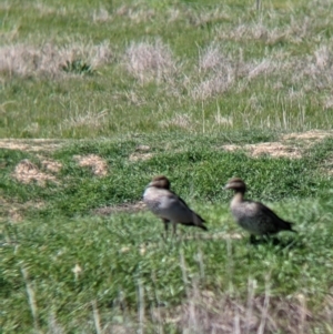 Chenonetta jubata at Thurgoona, NSW - 22 Sep 2021 12:30 PM