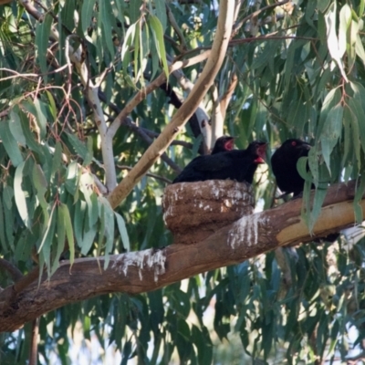 Corcorax melanorhamphos (White-winged Chough) at Red Hill Nature Reserve - 22 Sep 2021 by ebristow