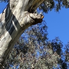 Trichoglossus moluccanus (Rainbow Lorikeet) at Fadden, ACT - 22 Sep 2021 by RAllen