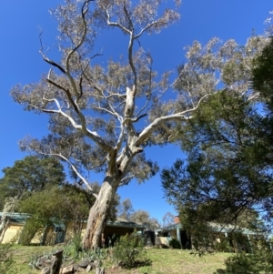 Trichoglossus moluccanus at Fadden, ACT - 22 Sep 2021