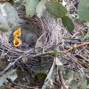 Manorina melanocephala at Macarthur, ACT - 9 Sep 2021 05:50 PM