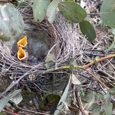 Manorina melanocephala (Noisy Miner) at Wanniassa Hill - 9 Sep 2021 by RAllen