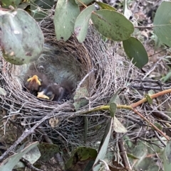 Manorina melanocephala at Macarthur, ACT - 9 Sep 2021 05:50 PM