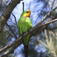 Polytelis swainsonii (Superb Parrot) at Hawker, ACT - 22 Sep 2021 by AlisonMilton