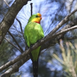 Polytelis swainsonii at Hawker, ACT - suppressed