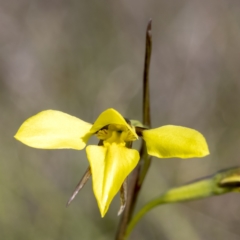 Diuris chryseopsis (Golden Moth) at Forde, ACT - 22 Sep 2021 by CedricBear