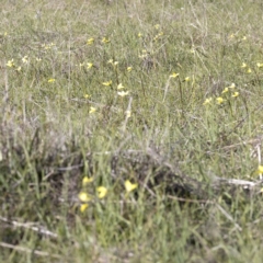 Diuris chryseopsis at Forde, ACT - 22 Sep 2021