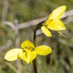 Diuris chryseopsis at Forde, ACT - 22 Sep 2021