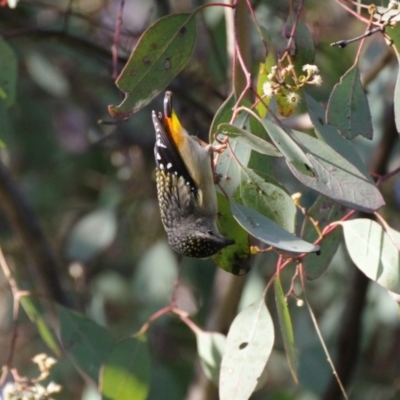 Pardalotus punctatus (Spotted Pardalote) at Deakin, ACT - 18 Sep 2021 by ebristow