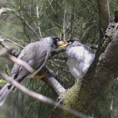 Manorina melanocephala (Noisy Miner) at Hawker, ACT - 22 Sep 2021 by AlisonMilton