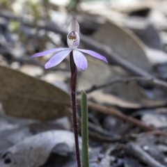 Caladenia fuscata (Dusky Fingers) at Mulligans Flat - 22 Sep 2021 by CedricBear