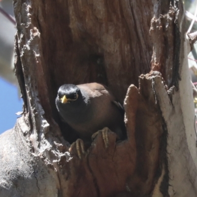 Acridotheres tristis (Common Myna) at Hawker, ACT - 22 Sep 2021 by AlisonMilton