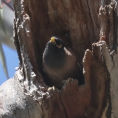 Acridotheres tristis at Hawker, ACT - 22 Sep 2021 01:31 PM