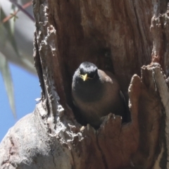 Acridotheres tristis at Hawker, ACT - 22 Sep 2021 01:31 PM